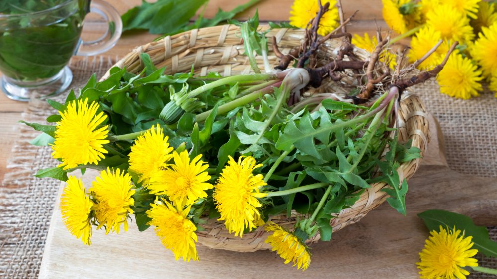 Basket of harvested dandelion plants