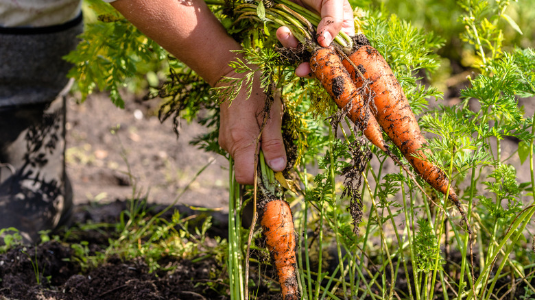 Harvesting carrots