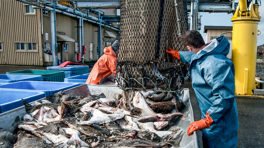 Fishermen working in seafood industry 