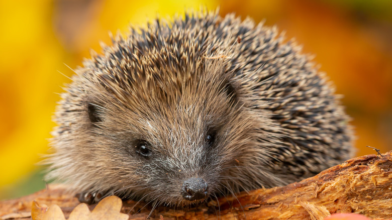 Hedgehog on autumn tree