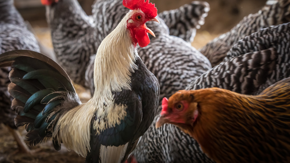 Crowded, cage-free hens