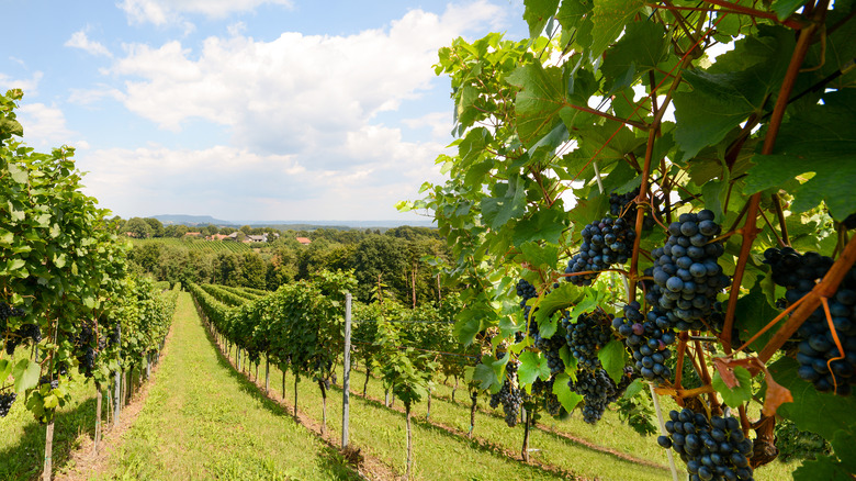 Grapes on the vine