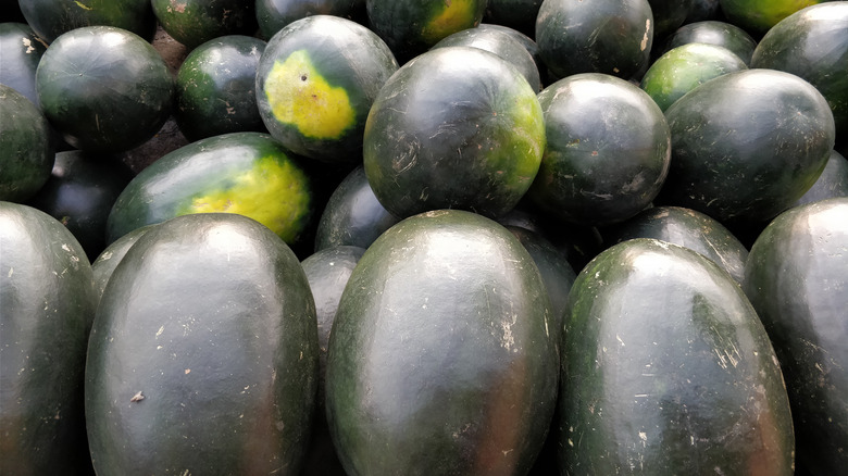 A bunch of super dark green watermelons, some with large yellow spots, piled on top of each other.