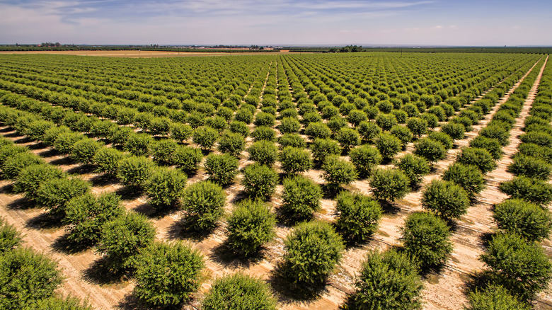 Almond crops in California