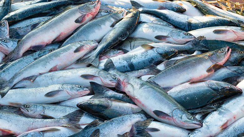 A pile of freshly caught salmon