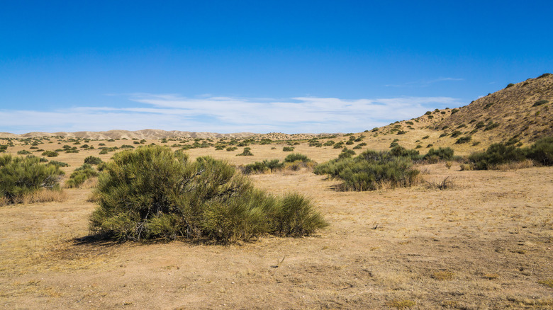 California Desert