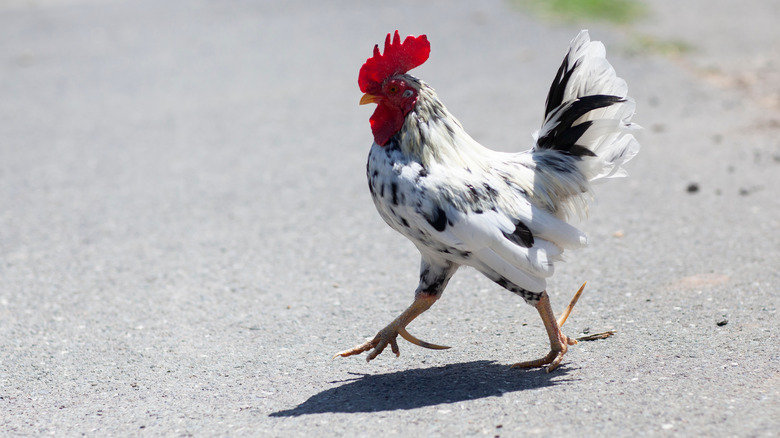 Chicken strutting on road