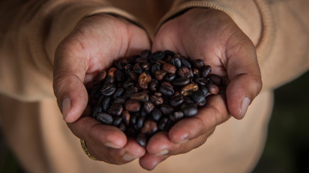 Hands holding roast coffee beans