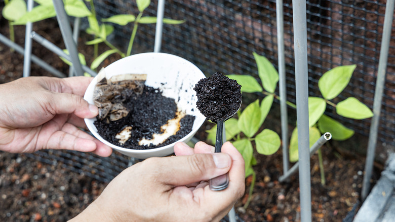 A person spooning coffee grounds into a garden bed