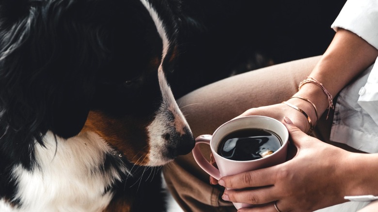Dog and cup of coffee