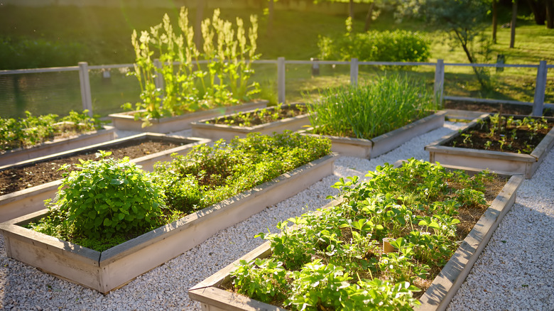 Raised garden beds in golden light