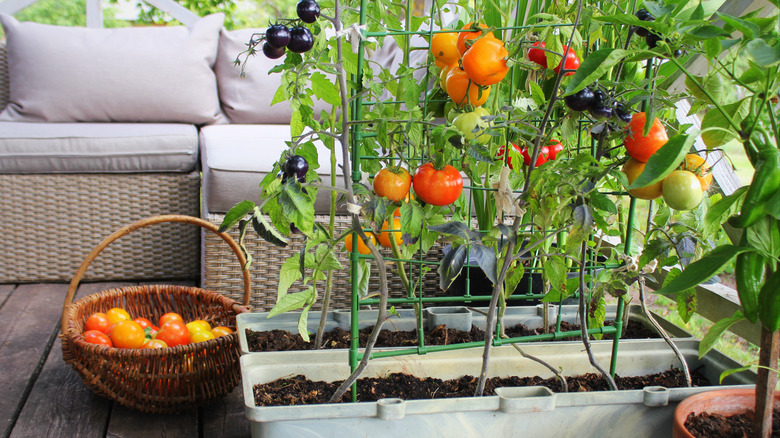 Tomato vines and a basket a porch