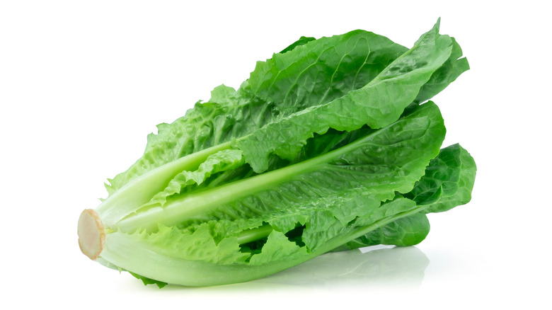 Head of lettuce