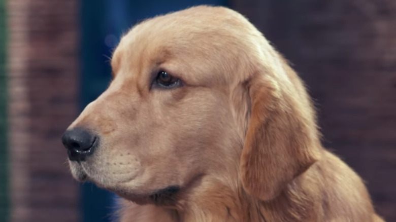 golden retriever on Chopped: Chef's Best Friend