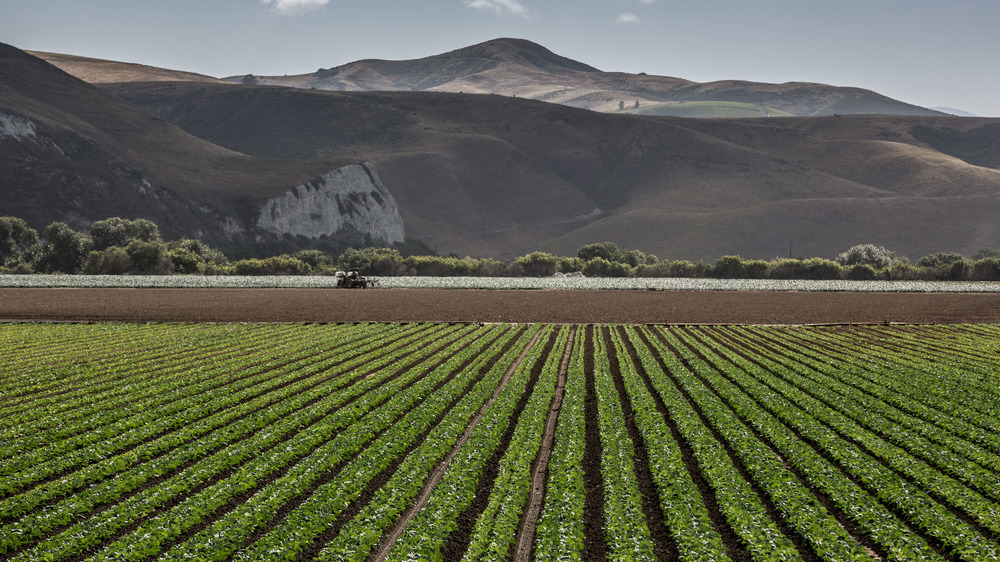 Lettuce field