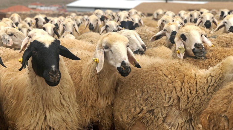 Flock of sheep outside