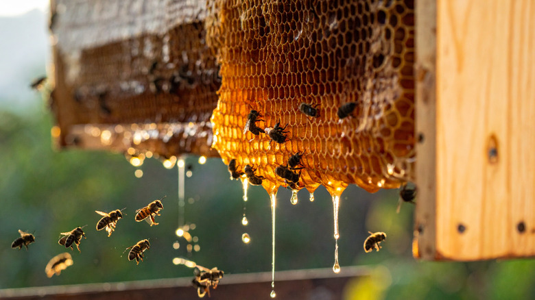 Bees on hive dripping with honey.