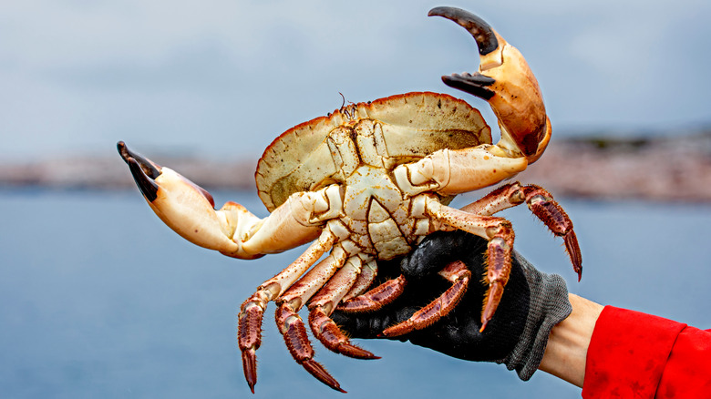 Fisherman holding a red crab