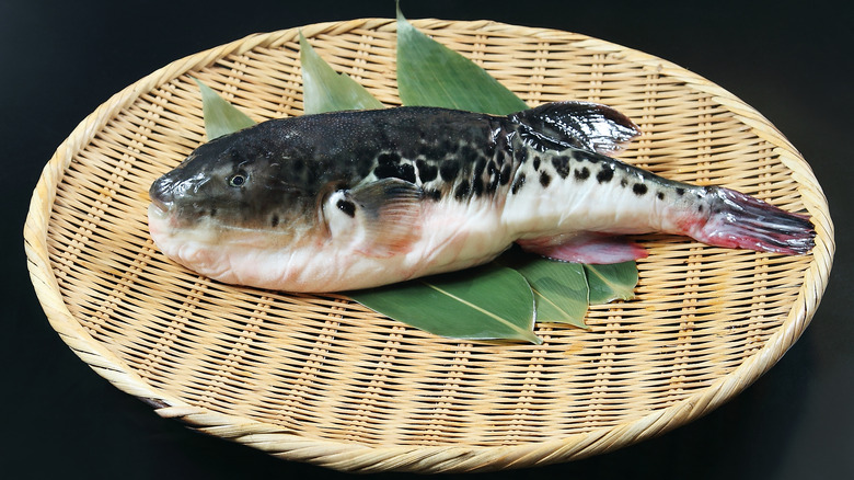 Image of fugu