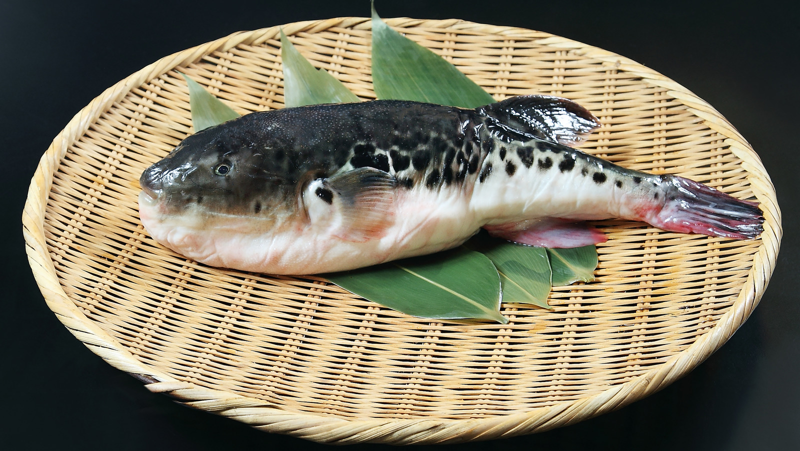 How Long You Have To Study In Japan To Cook Puffer Fish