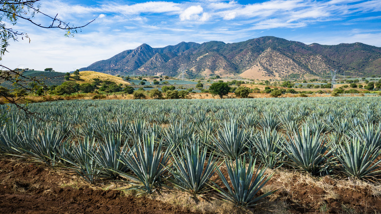 Agave field with mountain range in background in Mexico