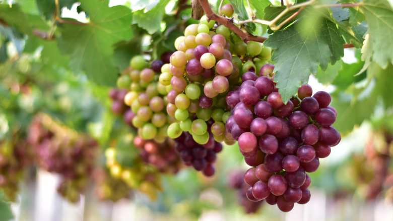 Wine grapes on the vine