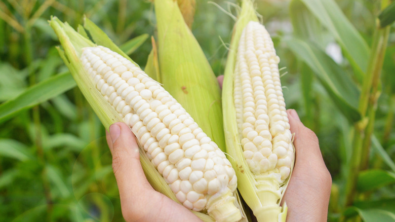 fresh picked corn