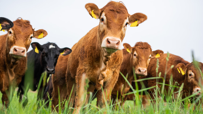 Cows grazing on a field