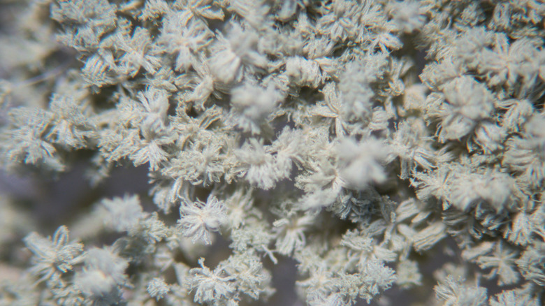 Koji mold 