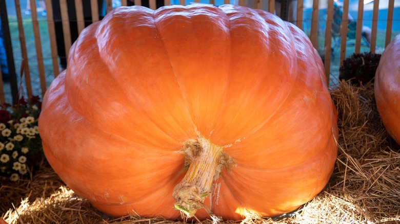 Giant Pumpkin