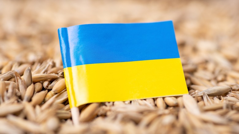 Ukranian flag planted in oats