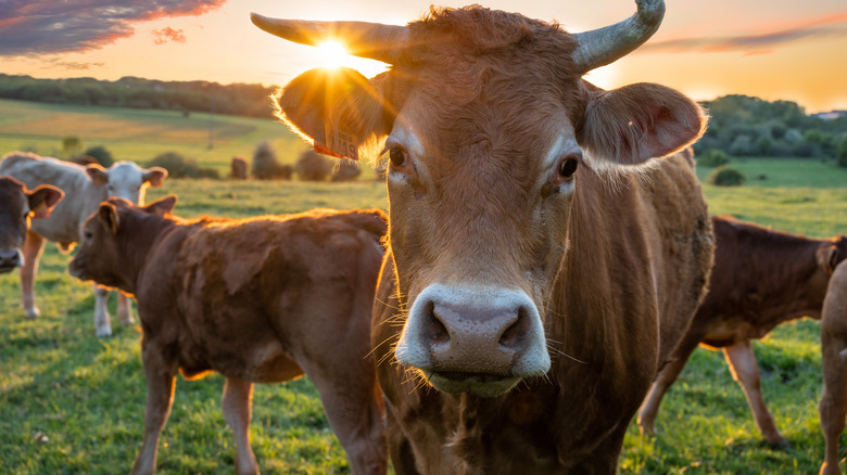 cattle in pasture with sun shining