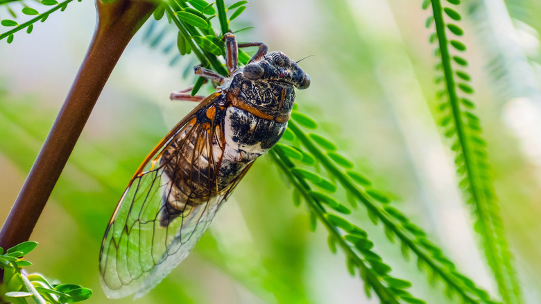 Cicada on a green branch