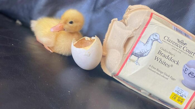 Hatched baby duck next to carton of eggs