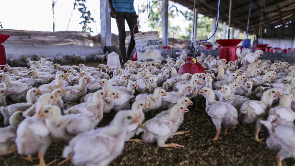 Young chickens at chicken farm