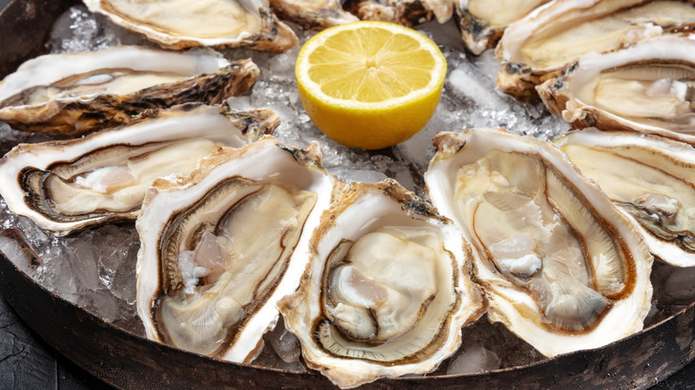 raw oysters