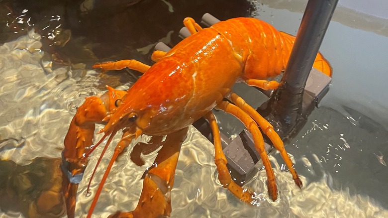 orange lobster