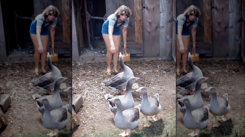 Martha Stewart ducks and geese chicken eggs