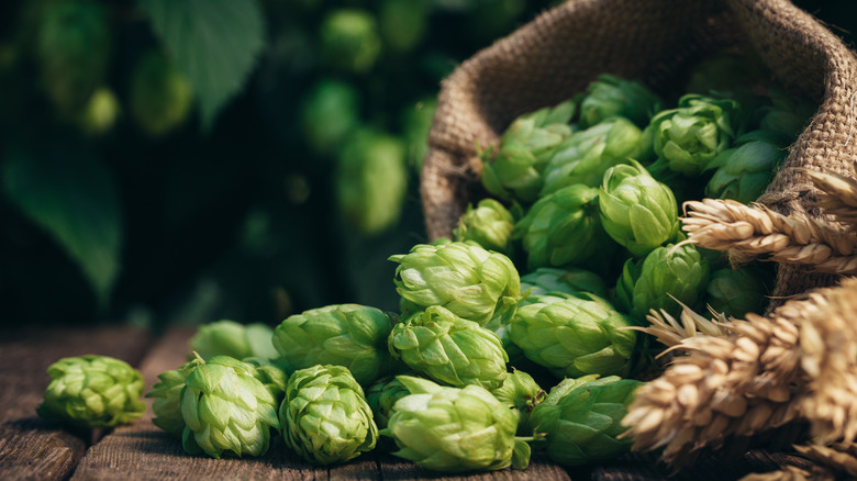 Hops spilling out of bag