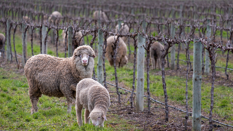 Mother and baby merino sheep