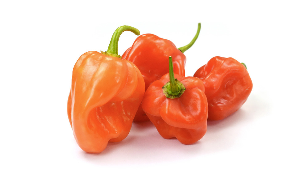 Orange Habanero peppers