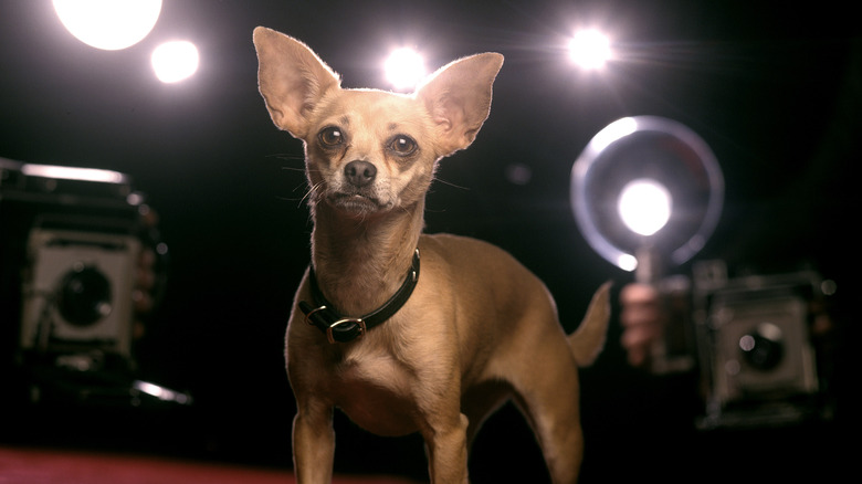 Gidget the chihuahua on the red carpet