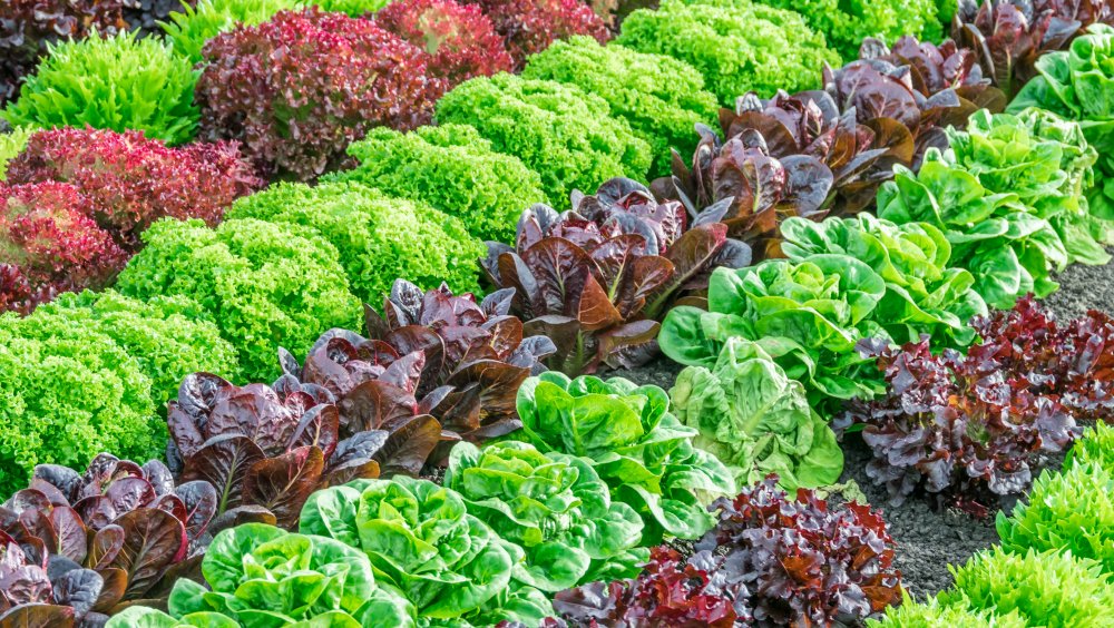 FDA announces plan to safeguard against lettuce e.coli outbreaks