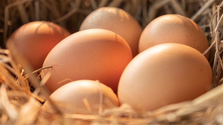 brown eggs in nest