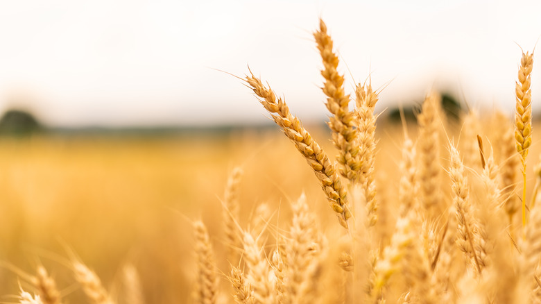 wheat field