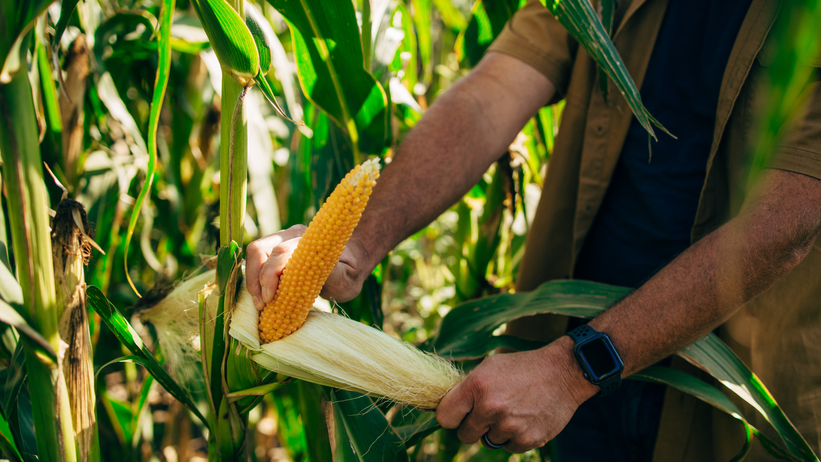 How This Gourmet Popcorn Could Impact The Environment