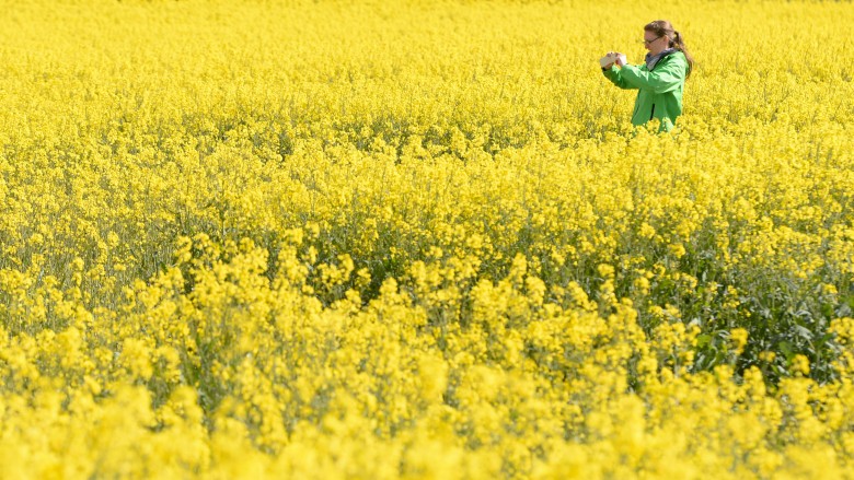 Canola oil