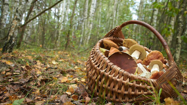 mushroom hunting trip