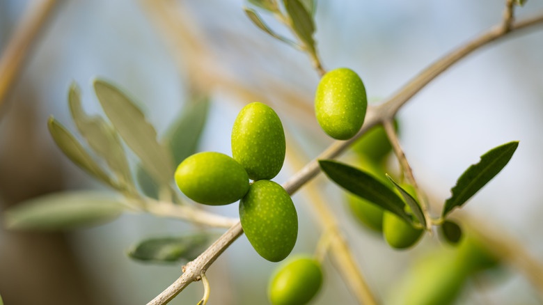 Olives on a the branch