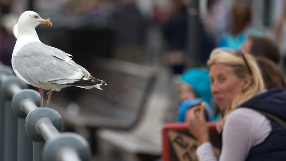 Woman eating while looking at seagull